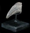 Killer Allosaurus Toe Claw With Stand - Wyoming #35162-1